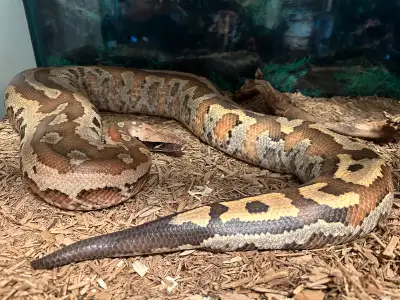 Female Blood Python , View more