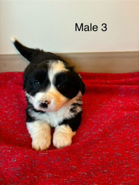Borgi Puppies For Sale!! 