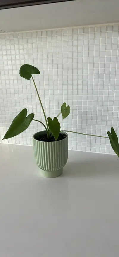 Alocasia Plant, View more