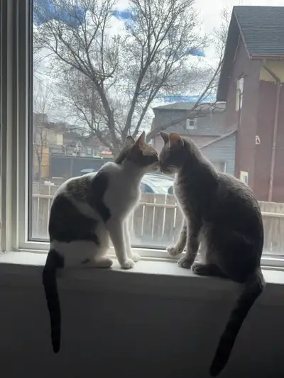 free cats for rehoming , View more