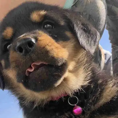 German Rottweiler Puppies, View more