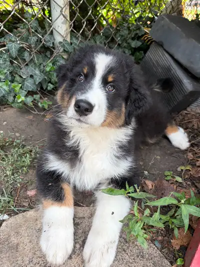 Australian Shepherd puppy CKC registered, View more