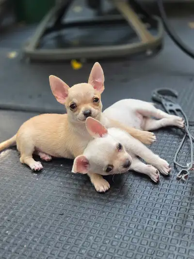 Gorgeous and Tiny Chihuahua Puppies, View more