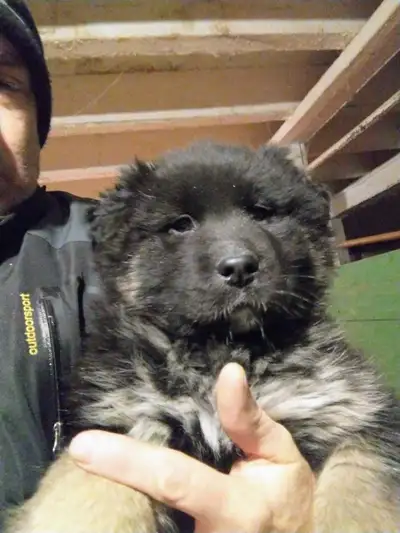 CHIOT BERGER BORDEUR COLLIE CROISÉ BERGER ALLEMAND PURE, View more