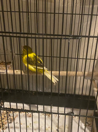  2 male Canary 