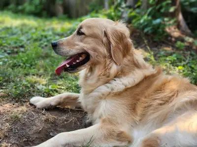 Golden Retriver A Year old Female, View more