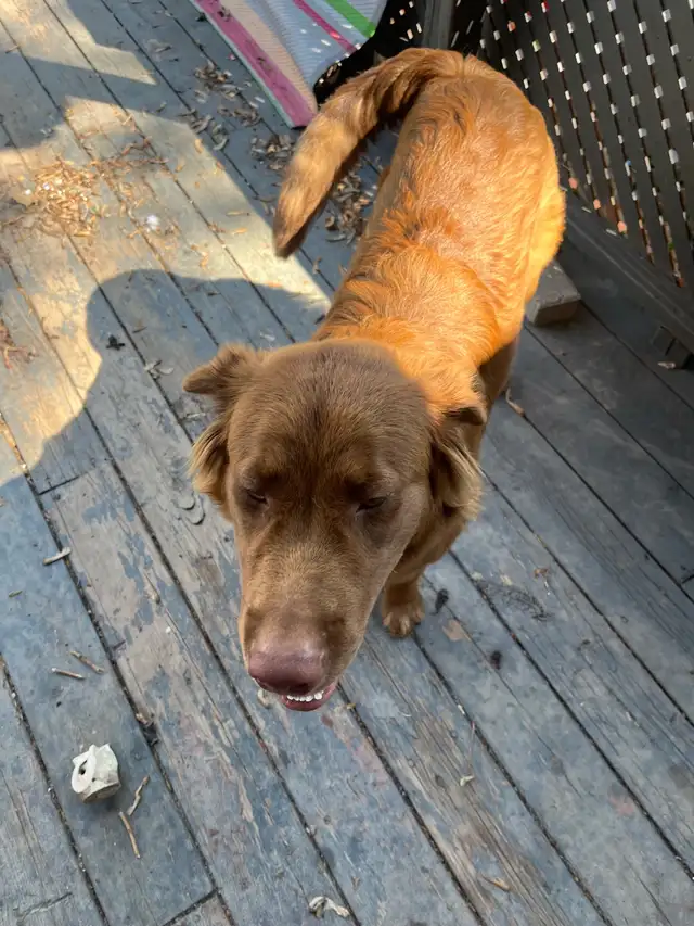dog for sale in Dogs & Puppies for Rehoming in St. Catharines - Image 2