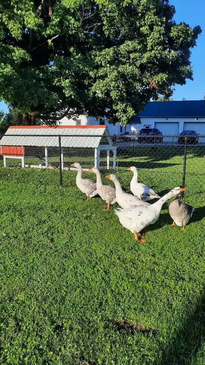 Geese unsexed, View more