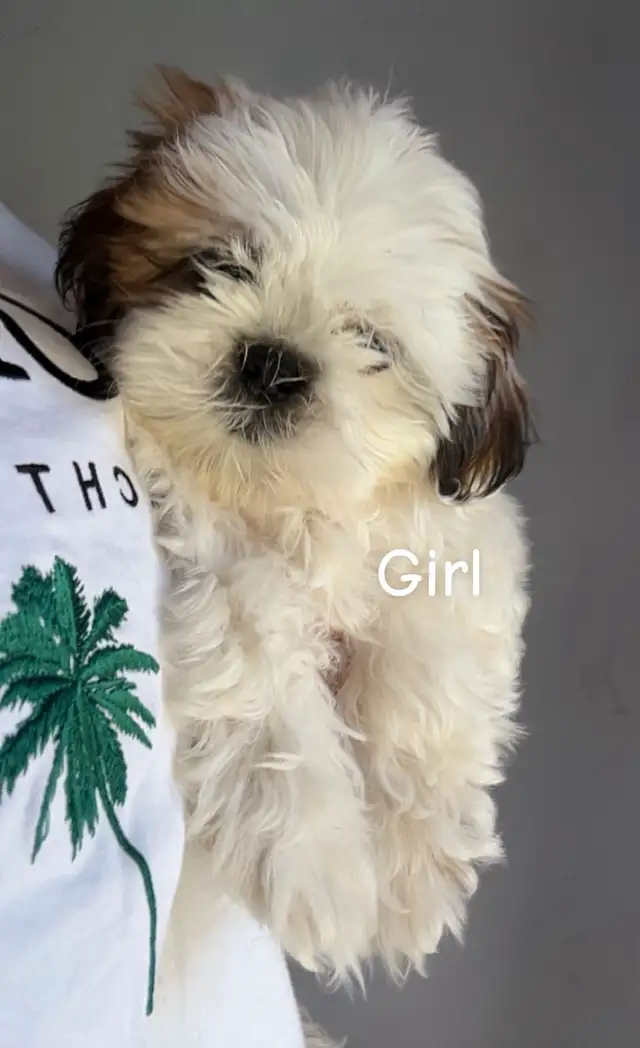 Ready 2 Go!! ❤️sweetheart shih tzus ❤️ in Dogs & Puppies for Rehoming in Winnipeg - Image 4