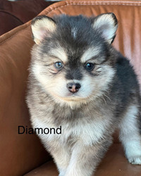 ***Smaller F2 Pomsky Puppies/ Mother's Day Going Home!
