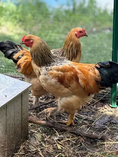 Buff Brahma roosters 
