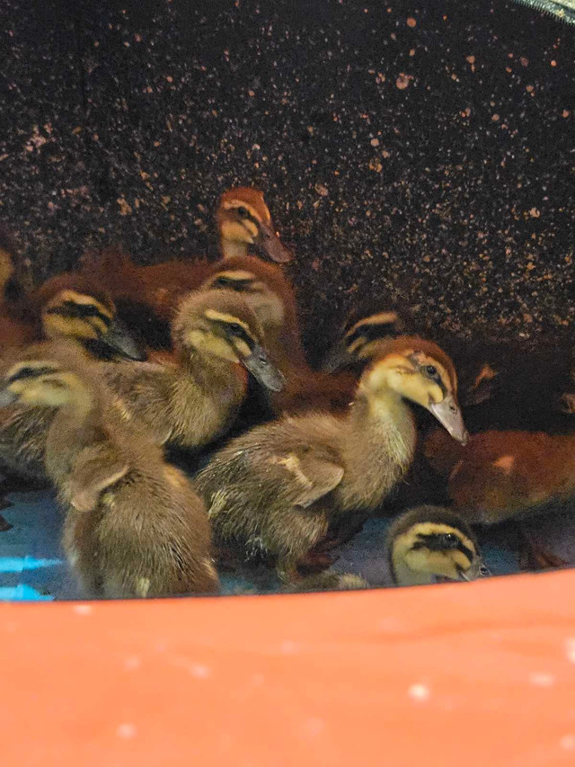 Rouen ducklings for sale. $15 each in Livestock in Leamington - Image 3