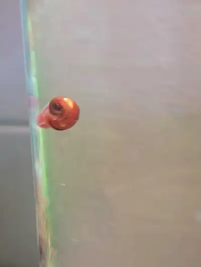 ramshorn snails, View more