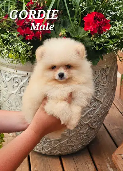 Canadian Kennel Club registered Pomeranian pup, View more