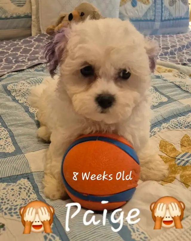 ♥️ READY  5 SWEET  MALTESE/SHIH TZU  PUPPIES ♥️ in Dogs & Puppies for Rehoming in Cowichan Valley / Duncan - Image 5