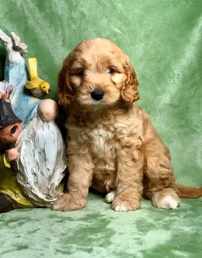 mini cockapoo puppies, View more