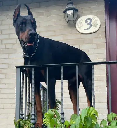 Euro Doberman Puppies, View more