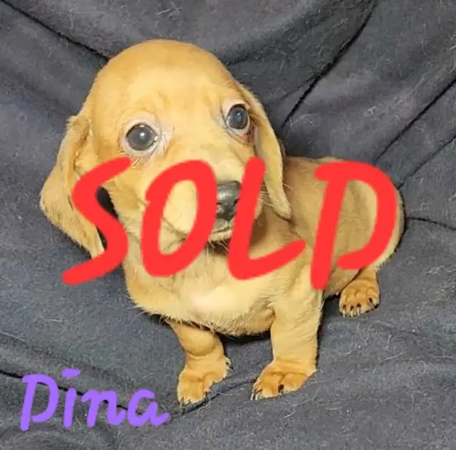 ALL SOLD! Mini Dachshund Puppies in Dogs & Puppies for Rehoming in Strathcona County - Image 8