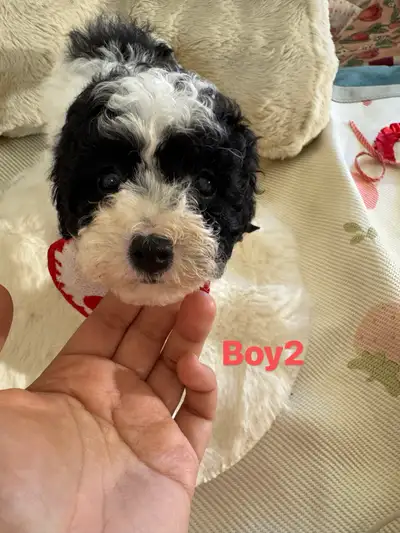 Adorable mini Toy Poodle puppies looking forever new home, View more