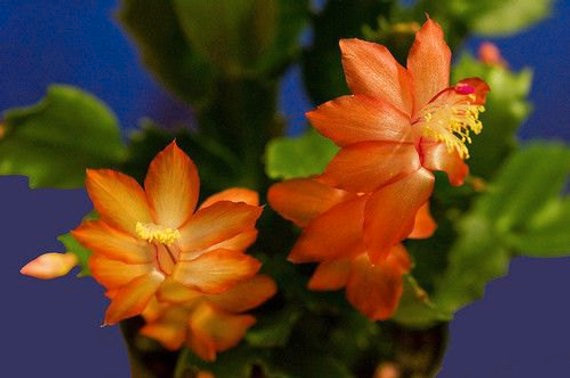 Wanted: orange flowering xmas cactus in Plants, Fertilizer & Soil in Vernon - Image 4