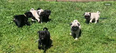 Gorgeous five pug puppies for rehoming. 2 black and 3 fawn, 5 boys. Mother is fawn , father is black...