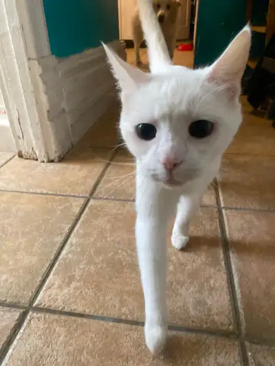 BEAUTIFUL WHITE CAT, View more