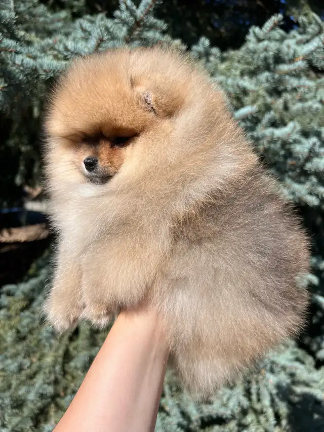 Tiny Teddy Bear Pomeranian Boy in Dogs & Puppies for Rehoming in Vernon - Image 4