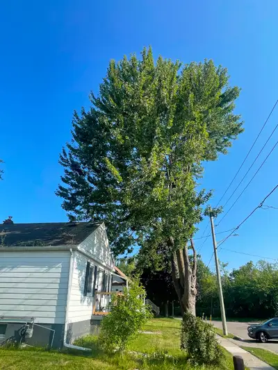 INSURED Arborist for tree removal/ pruning, View more