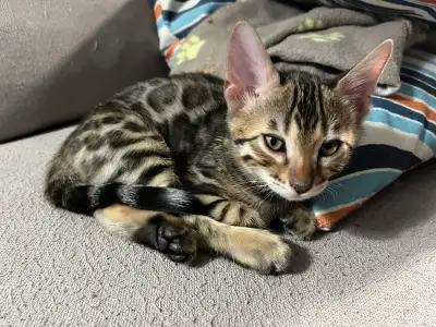 bengals kittens TICA registered, View more