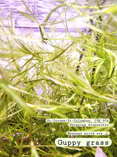 Guppy grass, View more