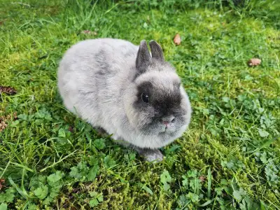 Purebred adult Netherland dwarf doe , View more