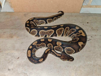 Male ball pythons