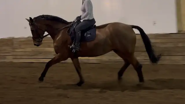 Horseback riding lessons65458275058178122