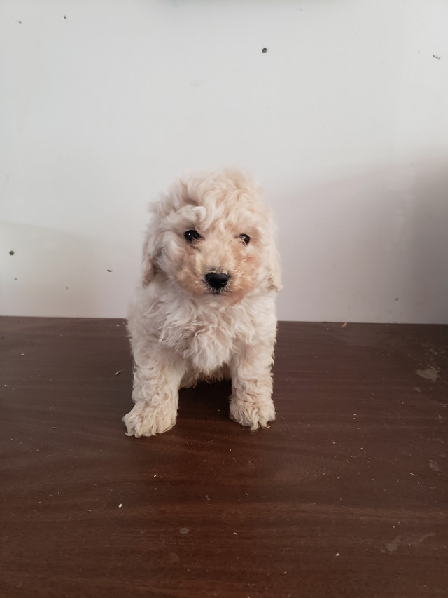 Adorable Bichonpoo Puppies!! in Dogs & Puppies for Rehoming in Mississauga / Peel Region - Image 4
