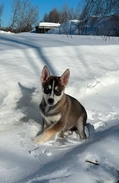 Beaux petits chiots Husky, View more