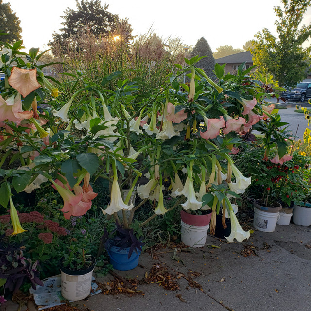 Brugmansia Angels Trumpet Rooted Cuttings  in Plants, Fertilizer & Soil in London - Image 2