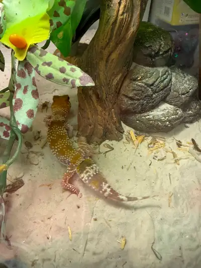 Hypo Knob Tail Gecko, View more