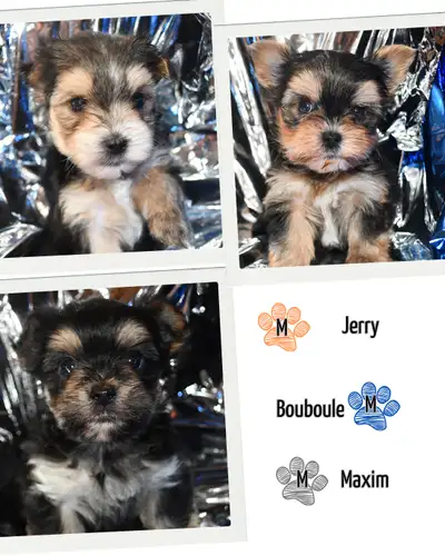 Morkie à vendre ils ont 6 semaines, ils seront prêt à partir vers le 3 juillet 2025 Pour plus de ren...