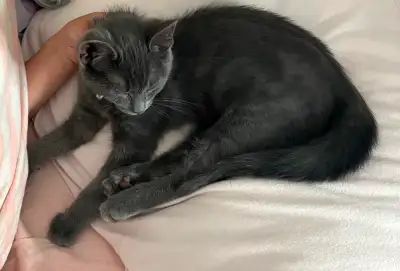 Russian Blue kitten 7 months old, View more