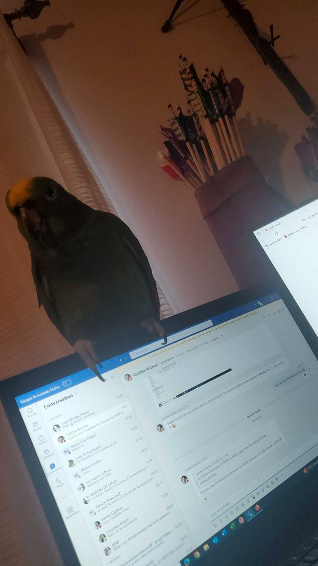Amazone perroquet  dans Oiseaux à adopter  à Laval/Rive Nord - Image 2