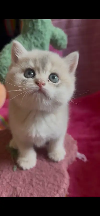 ✨ ELITE PUREBRED BRITISH SHORTHAIR KITTENS ✨, View more