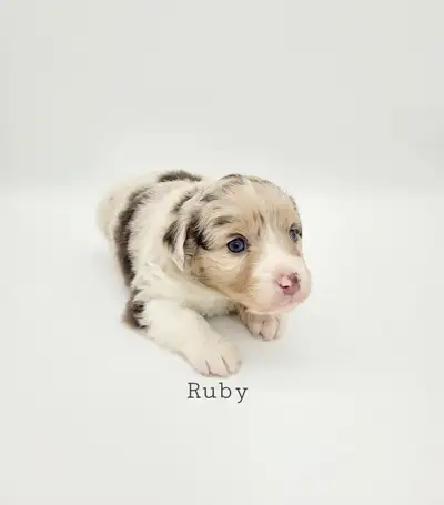 We have 3 toy/mini australian shepherd puppies ready for reserving today! They will be ready to go t...