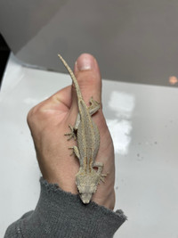 Unsexed Gargoyle Geckos 