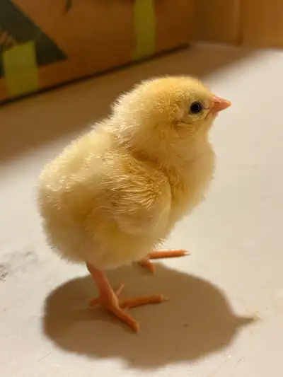 chick SALE!!!!!!, View more