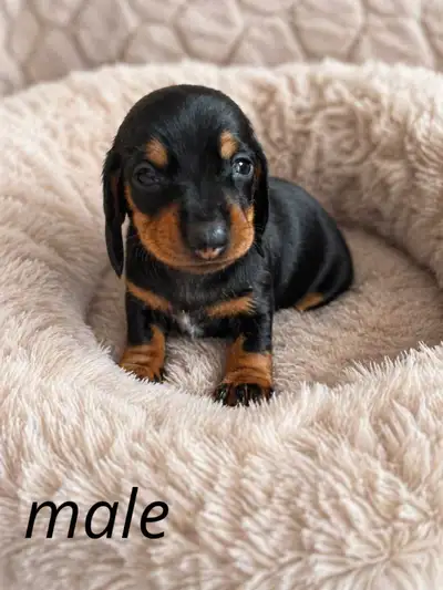 Miniature Dachshund Puppies - one male left, View more