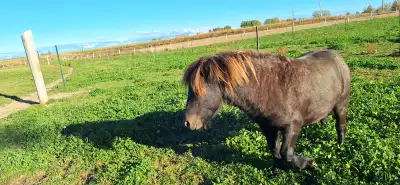 Miniature horse colt, View more