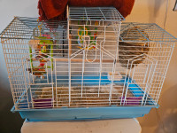2 budgies, cage and accessories for rehoming