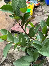 Guava Tree : plant will have fruit in Spring and Summer after th