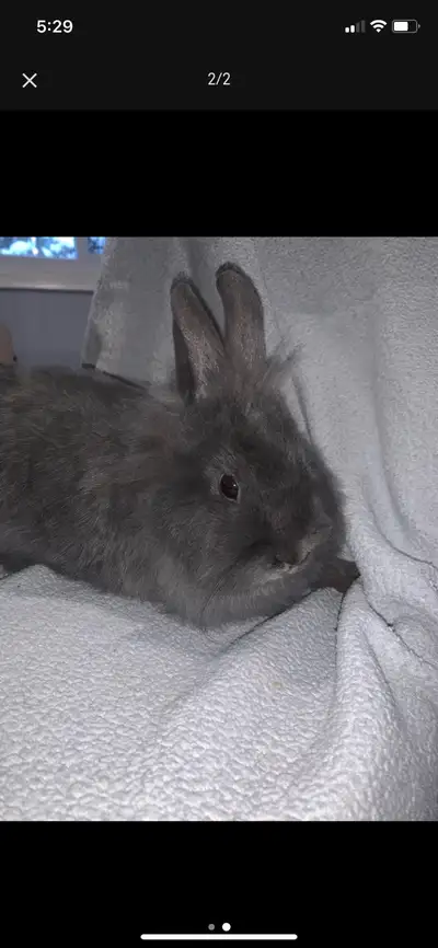 Grey fluffy rabbit. Very curious nature. Socialized with other rabbits.