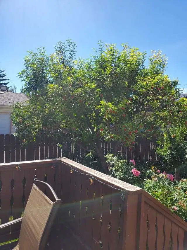 Free crabapples 